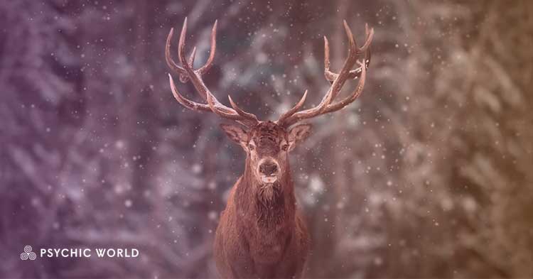 The Spiritual Meaning of Seeing a Deer: Symbolism Revealed