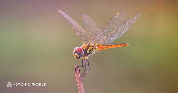 The Spiritual Meaning of Seeing a Dragonfly : Symbolism Revealed