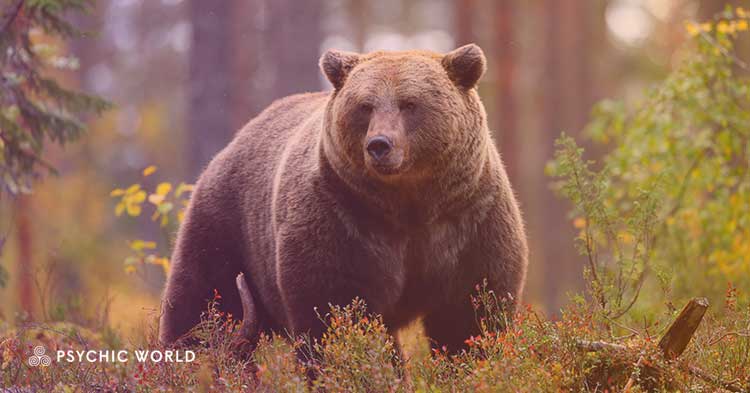 The Spiritual Meaning of Seeing a Bear : Symbolism Revealed