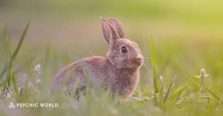The Spiritual Meaning of Seeing a Bunny : Symbolism Revealed