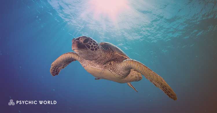The Spiritual Meaning of Seeing a Turtle : Symbolism Revealed