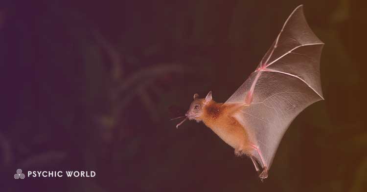 The Spiritual Meaning of Seeing a Bat : Symbolism Revealed