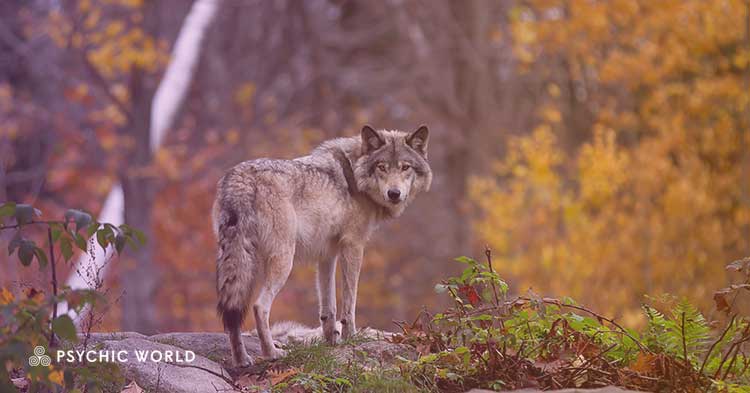 The Spiritual Meaning of Seeing a Wolf: Symbolism Revealed