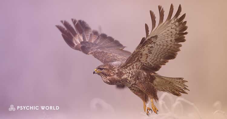 The Spiritual Meaning of Seeing a Hawk : Symbolism Revealed