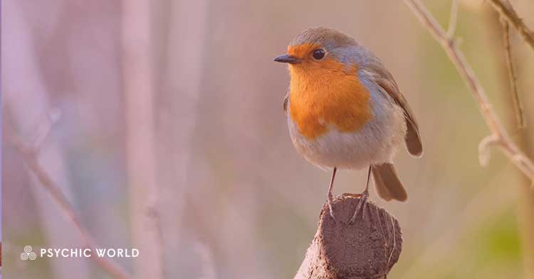 The Spiritual Meaning of Seeing a Robin: Symbolism Revealed