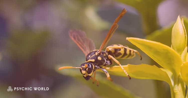 The Spiritual Meaning of Seeing a Wasp: Symbolism Revealed