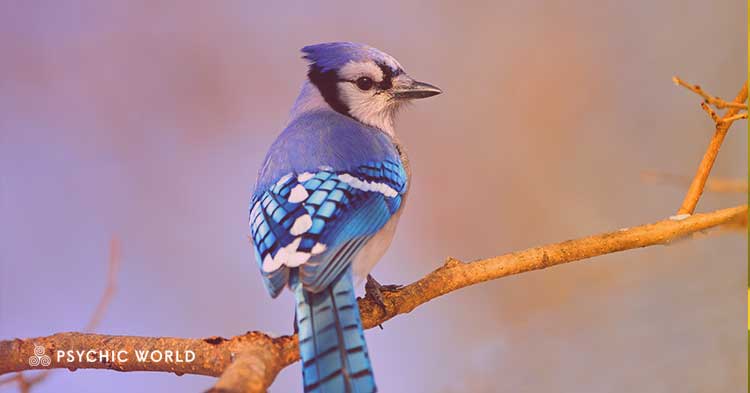 The Spiritual Meaning of Seeing a Blue Jay: Symbolism Revealed