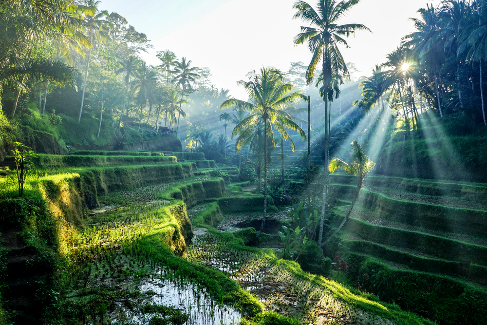 ubud bali