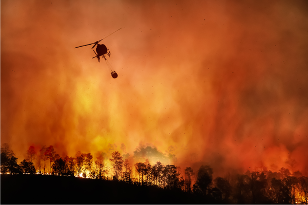 Forest fires will rage all through 2022