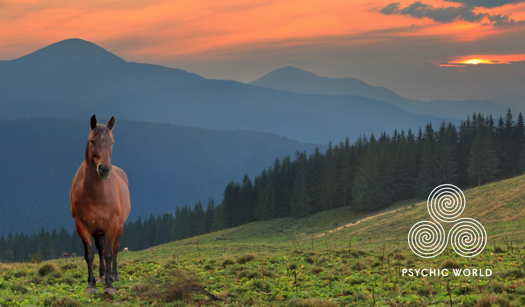 horse outside when the sun goes down